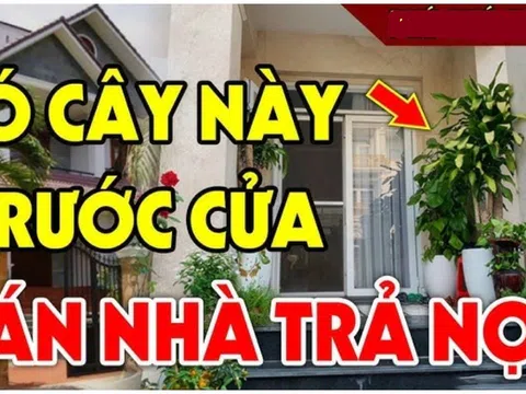 4 loại cây ác cây càng xanh tươi người càng khánh kiệt: Đó là cây gì?