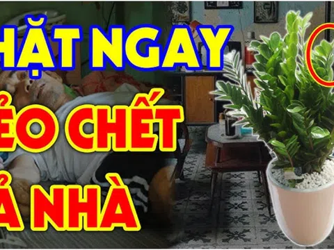 Cây Kim Tiền Hút Lộc, hợp phong thủy, nhưng 2 người này trồng rất kỵ: Chỉ 1 cây thôi cũng khánh kiệt