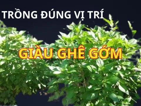 Cây rau này vừa ngon dễ trồng, giúp khỏe người lại được phong thủy khuyên trồng vị trí này hút tài lộc cực giàu