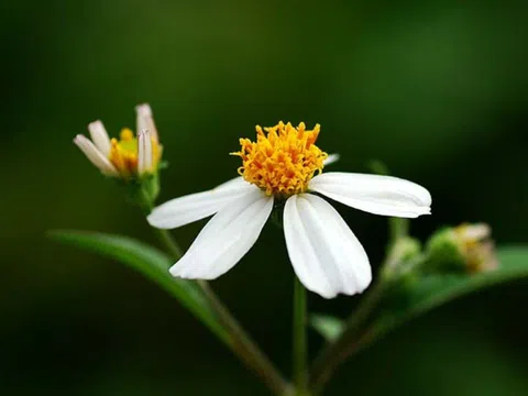 Tổ Tiên răn dạy: 'Khi cuộc đời xuống dốc thường có 2 điềm báo trước', 2 điều đó là gì?