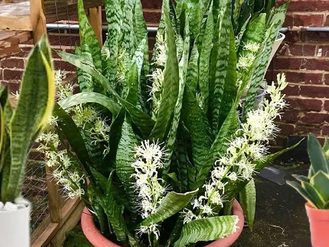 Trồng cây lưỡi hổ thu hút tài lộc, khi chúng ra hoa là có điềm, gia chủ chú ý để hút vận giàu sang