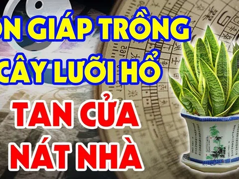 Tuổi này đại kỵ với cây Lưỡi Hổ: Trồng 1 cây nhỏ thôi gia chủ cũng nghèo, tiền của không cánh mà bay