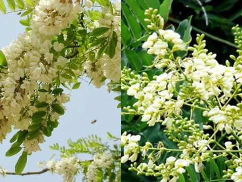 Tổ tiên dặn trồng cây hoa hòe đúng vị trí gia đình khỏe mạnh giàu có, trồng sai thì họa lớn? Vì sao?
