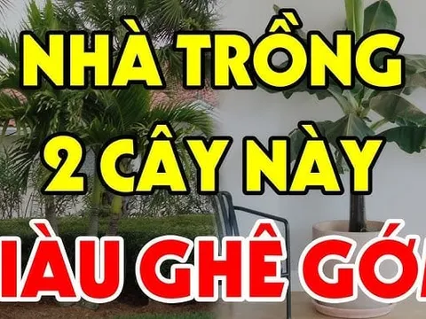 3 loại cây đệ tử Thần Tài trồng trước nhà nào nhà đó giàu nứt vách: Đó là cây gì?