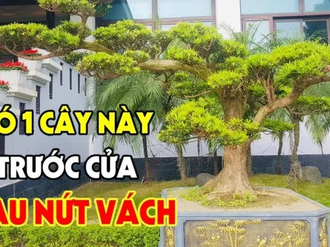 4 cây cảnh mọc trong sân, phước lành đến từ mọi hướng, có 1/4 gia chủ đã giàu