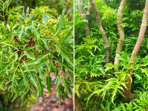 Cây Đinh Lăng vừa làm cảnh vừa hút tài lộc nhưng kỵ người thuộc 2 mệnh này, hạn chế trồng trong nhà