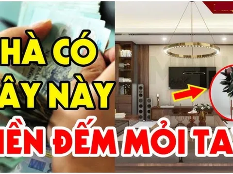 3 loại cây đệ tử Thần Tài rất hợp phong thủy: Chỉ 1 cây trong nhà cũng đủ sung túc, nghe tên đã giàu