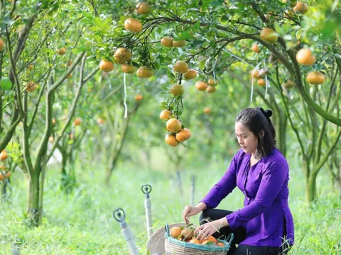 Cô gái tài năng bỏ phố về quê trồng loại cây cho trái đẹp mê hồn, thu nhập khủng khiến nhiều người ngỡ ngàng