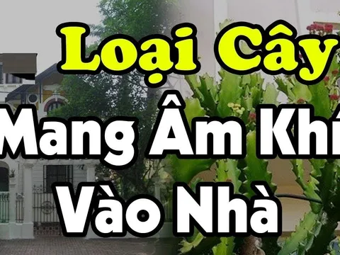 Cửa nhà trồng cây âm, tiền kiếm nhiều cũng mất sạch, cây âm là cây gì?