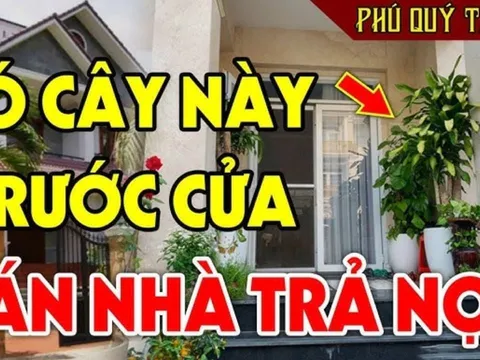 Người xưa nói: "Trước cửa có 3 cây âm, cuộc sống gập ghềnh, trắc trở": Có phải chặt bỏ ngay