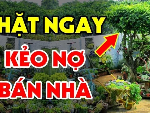5 loại cây trồng trong dương trạch, con cháu 3 đời khốn khó lao đao, là những cây gì?