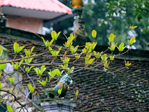 7 điều dấu hiệu chứng tỏ ngôi nhà của bạn đang có nhiều phúc, càng ở càng có lộc, đừng dại bán đi