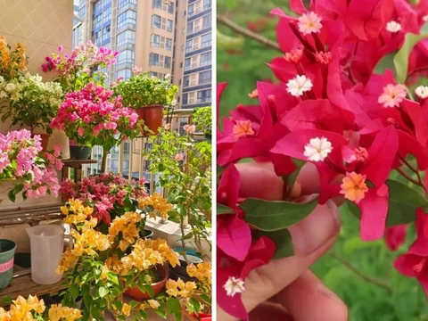 Hoa giấy có 4 nỗi sợ lớn nhất, ai biết mà tránh hoa nở rực rỡ quanh năm