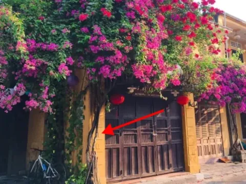 Trong nhà trồng 3 cây, 10 người thì 9 người giàu: Có 1/3 cây Phúc - Lộc tề tựu