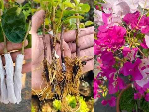 Mẹo giâm cành hoa giấy không cần đất, chỉ 1 tuần là rễ mọc tua tủa
