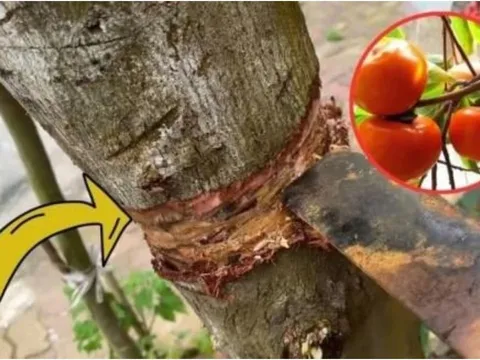 Nghèo mấy cũng đừng chặt bỏ 3 loại cây này: Cây càng xanh tươi người càng hưng thịnh, giàu có 3 đời