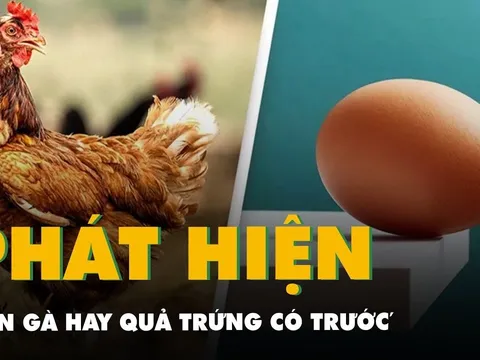 Trứng có trước hay gà có trước? Dưới đây là đáp án chính xác