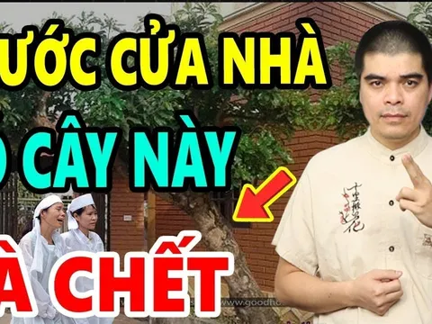 Trước nhà có 3 cây âm Tiền Bao Nhiêu Cũng Cạn: 3 cây dương Lộc Khí Bừng Bừng, cây âm, cây dương là gì?