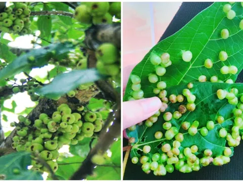 Lá sung có nốt sần có ăn được không?