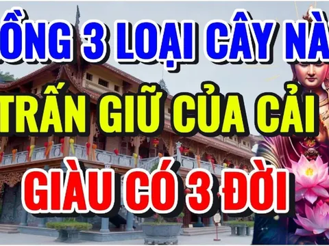 Trước nhà có 3 cây dương đuổi tà khí, nghèo mấy cũng đổi đời giàu có: Cây dương là cây gì?