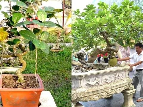 Cây ăn quả quen thuộc biến thành bonsai độc đáo: Vừa là biểu tượng may mắn, vừa có giá trị tới 800 triệu đồng