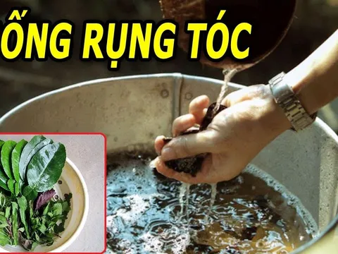 Đun nắm lá này rồi thả vào chậu nước gội đầu, tóc con mọc tua tủa, sạch hết cả gàu