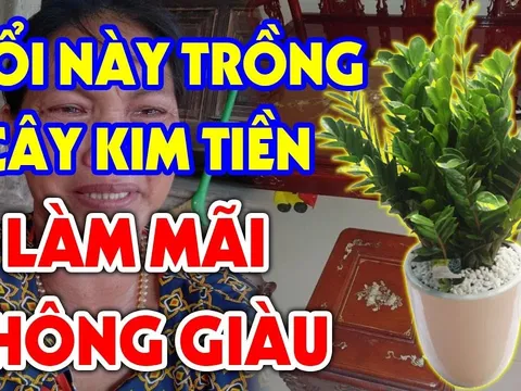 Cây Kim Tiền cây phong thủy Quốc Dân ai trồng cũng được: Nhưng người tuổi này đại kỵ, chỉ 1 cây cũng đủ "sầu"