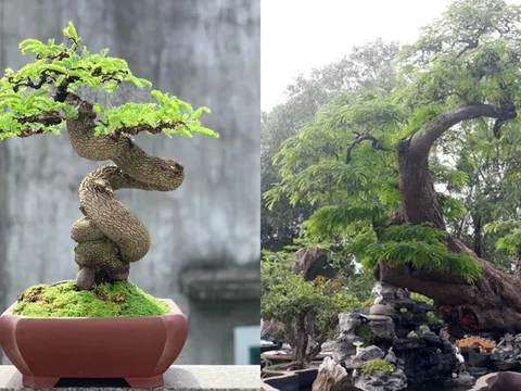 Cây ăn quả bonsai độc lạ: Vừa đẹp, vừa sang, vừa mang tài lộc vào nhà - Có cây giá hơn 10 tỷ đồng