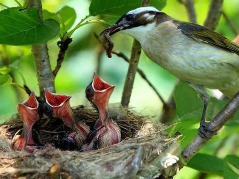 Tổ chim thường hướng lên trời khi mưa bão thì sao? Hoá ra chim thật thông minh