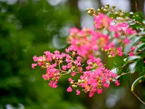 Loài hoa có màu hồng dịu dàng, thanh khiết, biểu tượng của sự may mắn, thịnh vượng và tình yêu nồng ấm