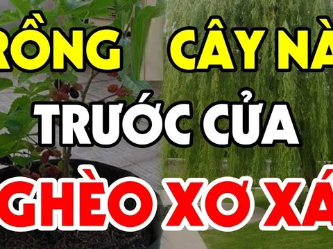 3 cây âm mọc lên trước cửa, tiền nhiều cũng mất sạch, 'cây âm' là cây gì?