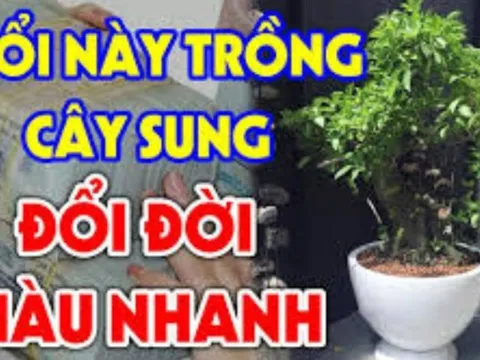 Cây Sung kén người hợp tuổi, trồng 1 cây thôi phú quý theo về, Tiền Tài tự đến