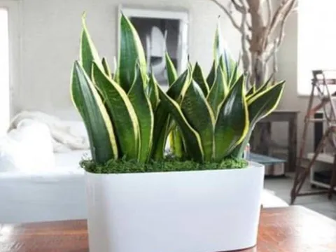 Phòng khách có 3 thứ này, năng lượng dương tăng lên, vượng khí dồi dào