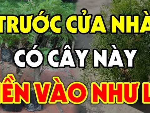 Loại cây: 'Ông bà trồng con cháu hưởng', chớ dại mà chặt đi kẻo mất lộc