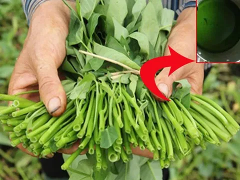3 dấu hiệu nhận biết rau muống nhiễm chì đơn giản nhất