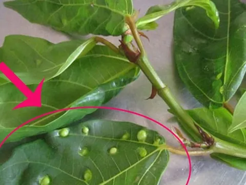 Uống nước lá sung mỗi ngày có tốt không?
