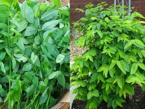 Rau ngót lành tính nhưng người mắc 4 bệnh này không nên ăn
