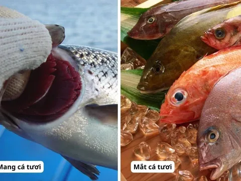 Dấu hiệu cá ướp urê: Tươi ngon, giá rẻ mấy cũng đừng ham mua về