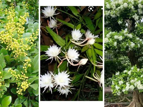 7 loài cây thơm hơn hoa hồng, đẹp hơn hoa giấy: Trồng 1 cây trong nhà đã đủ thơm ngát, dễ chịu