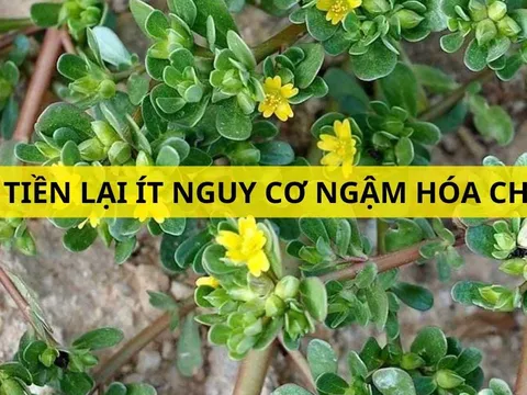 Loại rau dại xưa để cho lợn nay thành đặc sản "vàng xanh", giá cực rẻ lại giàu công dụng, gặp nhớ mua ngay