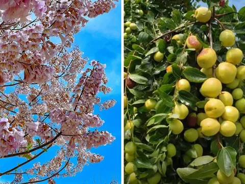 Người xưa dặn: "5 cây cảnh trong nhà, con cháu không phải lo chuyện tiền bạc": Nhà bạn có không?