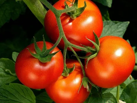 Những người không nên ăn cà chua