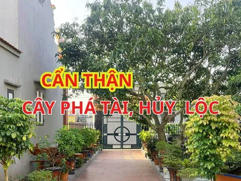 Tổ tiên nhắc: 3 cây trước cửa Cản Bước Thần Tài, Chặn Đứng Tài Lộc, cây càng to người càng suy. Là cây gì?