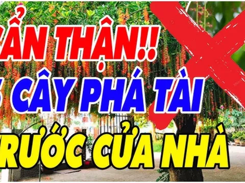 5 cây âm trước nhà Chặn Cửa Tài Lộc: Cây càng xanh tươi, cả người và của lao đao. Đó là cây gì?