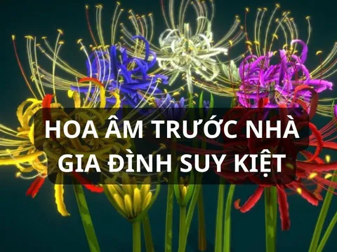 Âm Thịnh Dương Suy: 3 loại hoa cực đẹp nhưng trồng trước nhà thì Hao Tài Tốn Của, người suy kiệt. Là hoa gì?