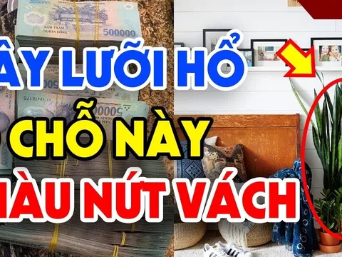 Cây lưỡi hổ trồng đúng 'hố vàng', gia chủ no nê Phúc Lộc, con cháu đề huề