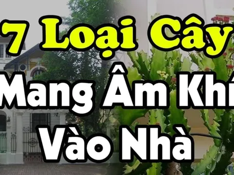 7 loại cây Mang Âm Khí Vào Nhà: Cây càng xanh tươi người càng suy, nhổ ngay trước khi quá muộn, là cây gì?