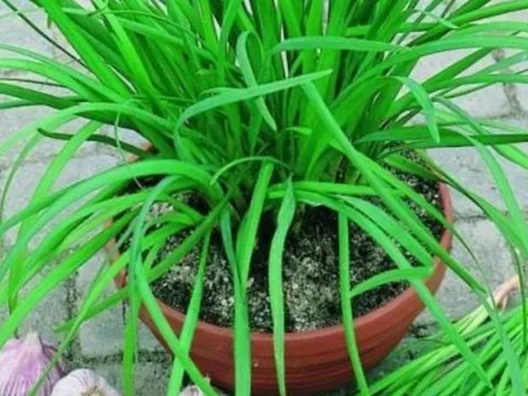 Loại rau cực bổ hơn cả thịt, tốt hơn thuốc, mọc như cỏ dại nhưng ít ai ngờ tới