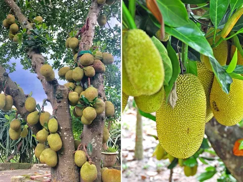 Vì sao người xưa khuyên không được trồng cây mít trước nhà?
