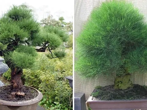 Cổ nhân dặn: "Cây âm vào nhà, gia đình không nghèo cũng khó", toàn loại cây quen thuộc
